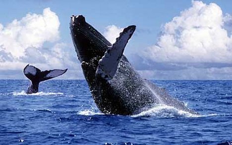 Charter Azoren: Whale Watching hat sich in den letzten Jahren zu einem bedeutenden Wirtschaftszweig in den Azoren entwickelt